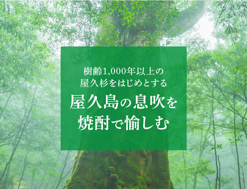 屋久杉をはじめとする 屋久島の息吹を焼酎で愉しむ