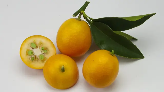 金柑（きんかん）