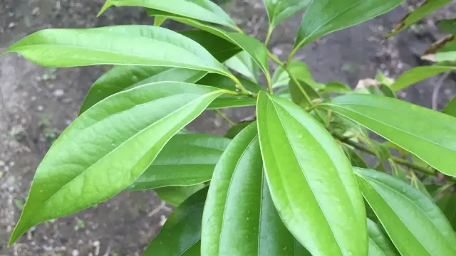 けせん（ニッケイ）