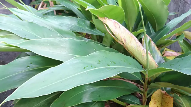 月桃（げっとう）