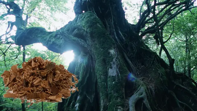 屋久杉